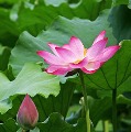 分享者頭像