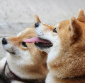 分享者頭像