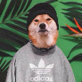 分享者頭像